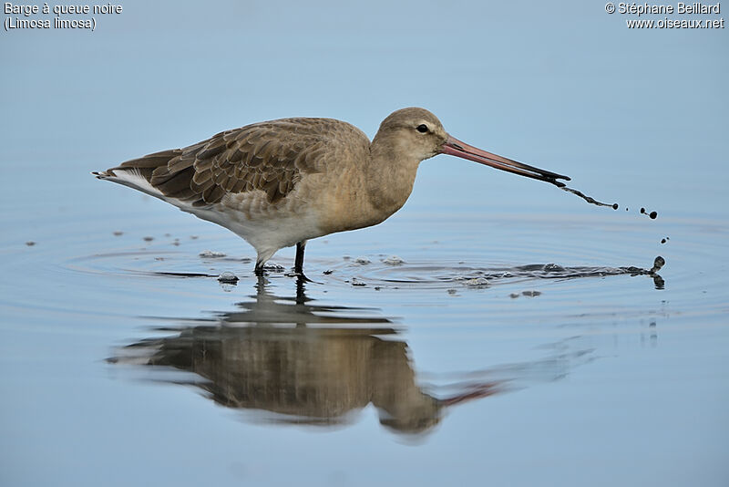 Black-tailed Godwit