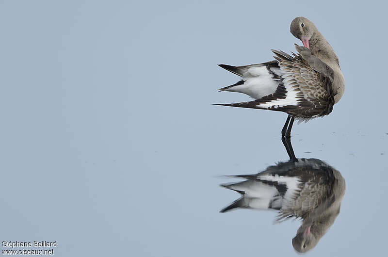 Black-tailed Godwit, care