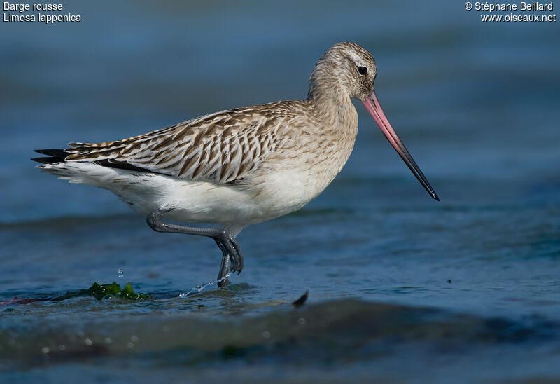 Bar-tailed Godwit