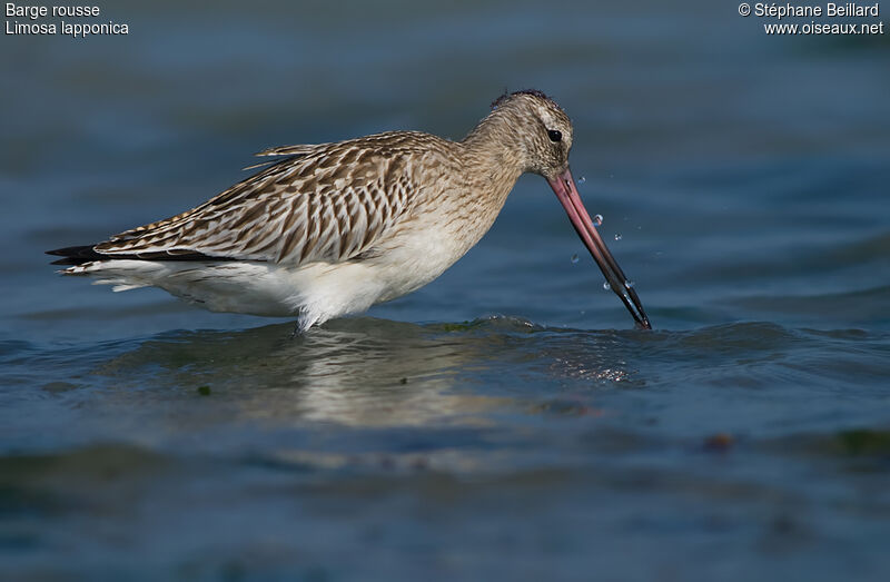 Bar-tailed Godwit