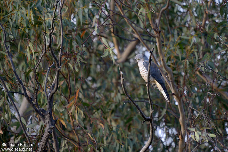 Baza huppéadulte, identification