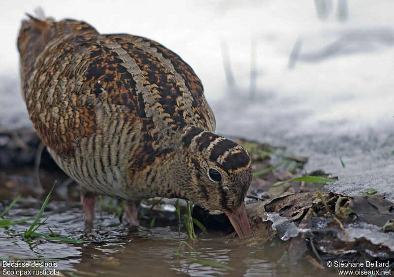 Eurasian Woodcock