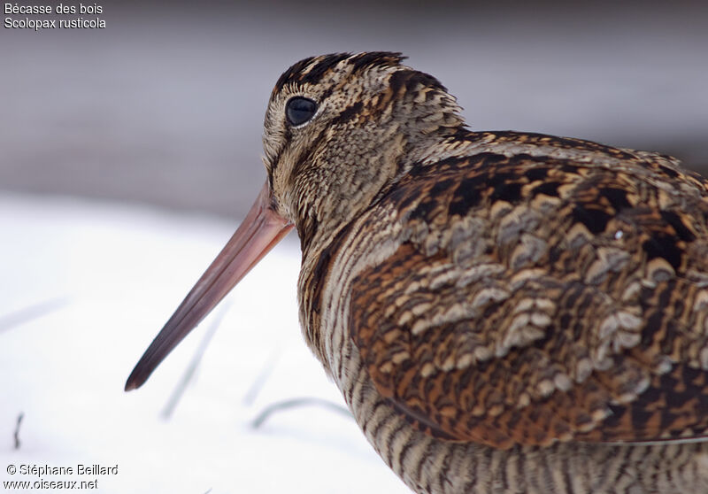 Eurasian Woodcock