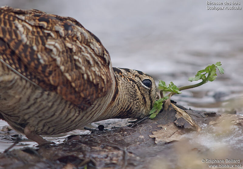 Eurasian Woodcock