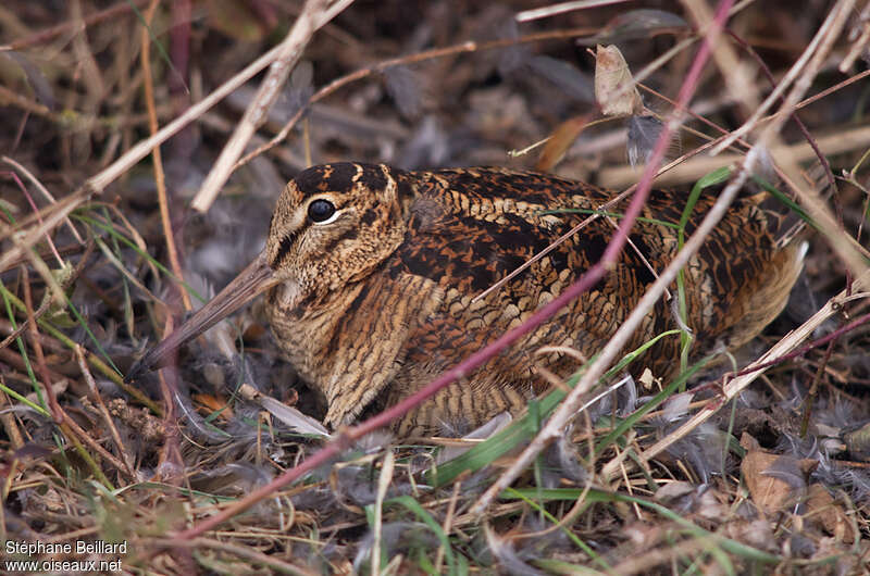 Bécasse des boisadulte, camouflage