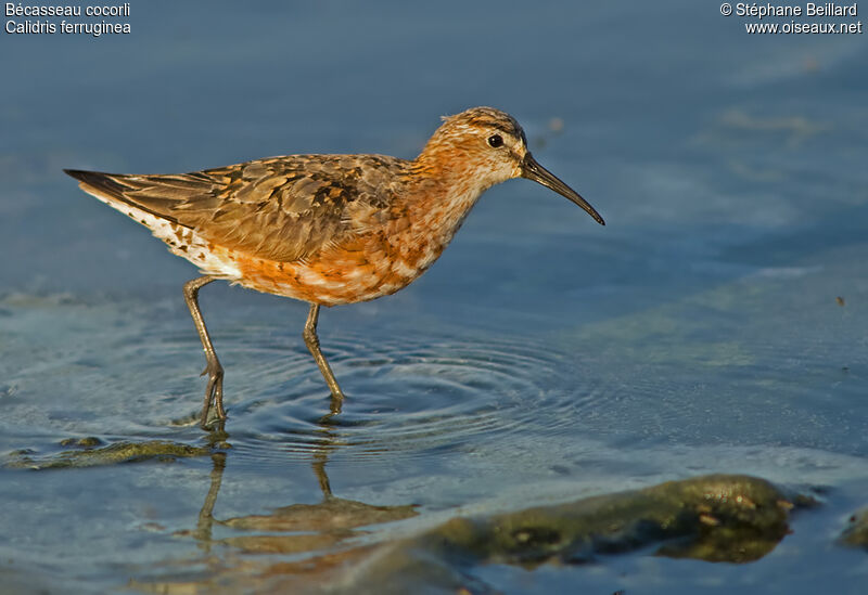 Curlew Sandpiper