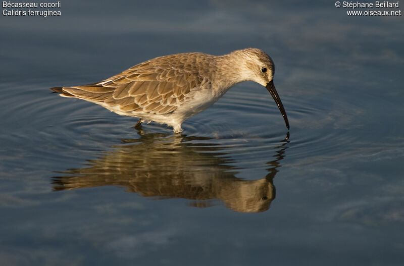 Curlew Sandpiper