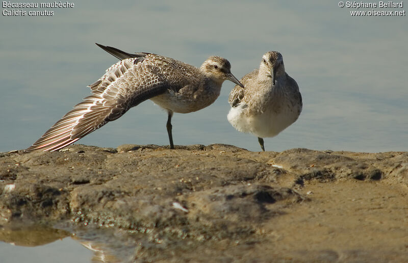 Red Knot