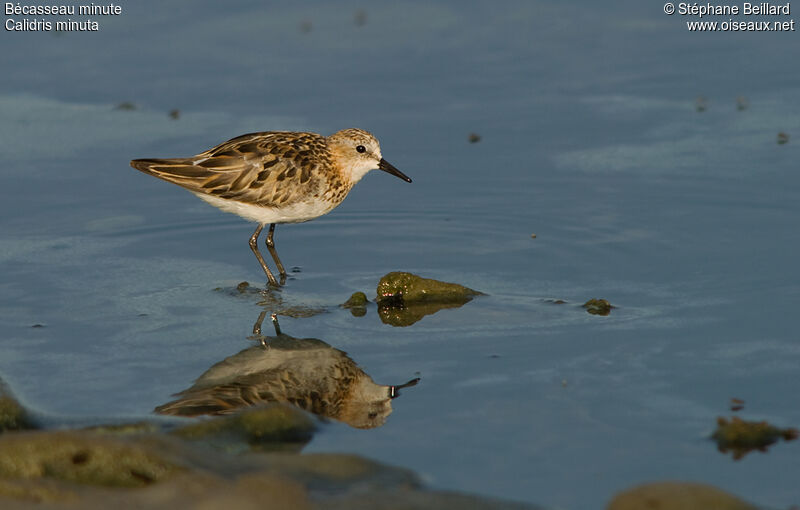 Little Stint