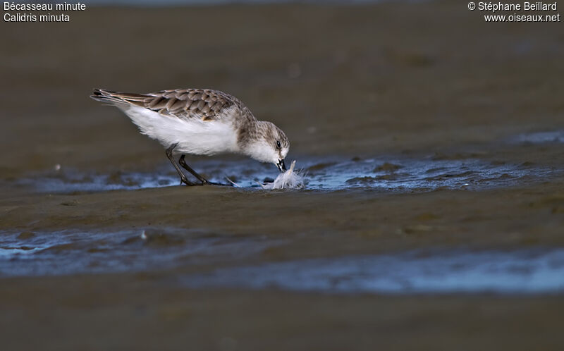 Little Stint