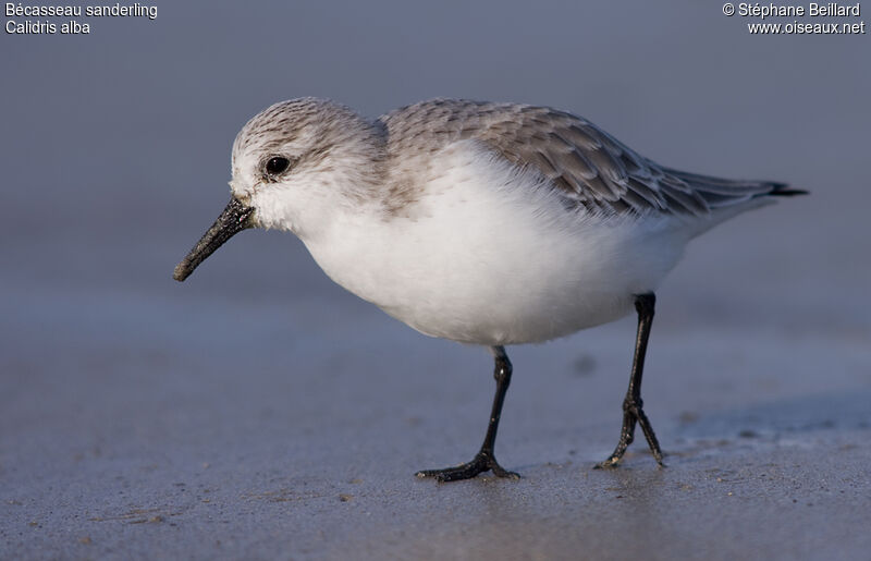 Bécasseau sanderling