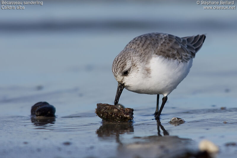 Sanderling