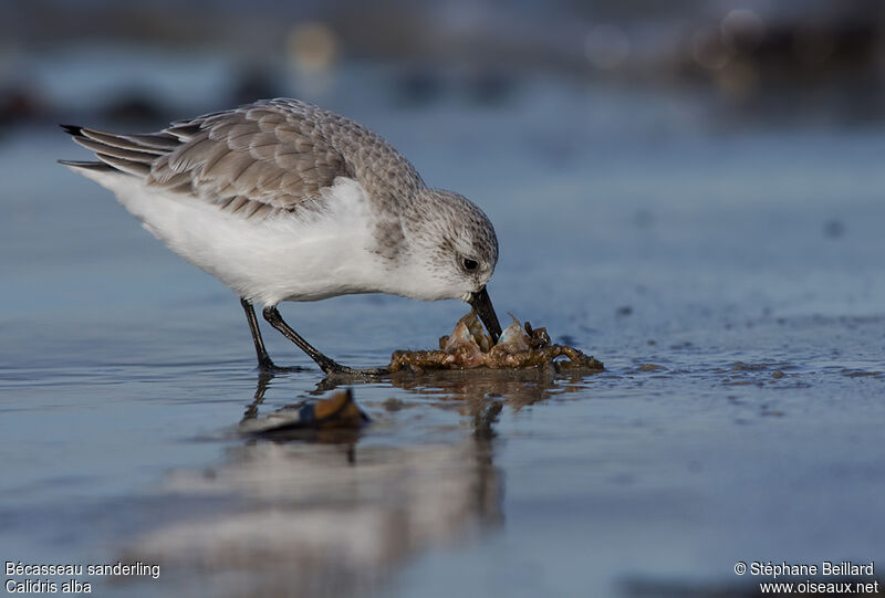 Sanderling