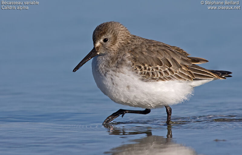 Dunlin