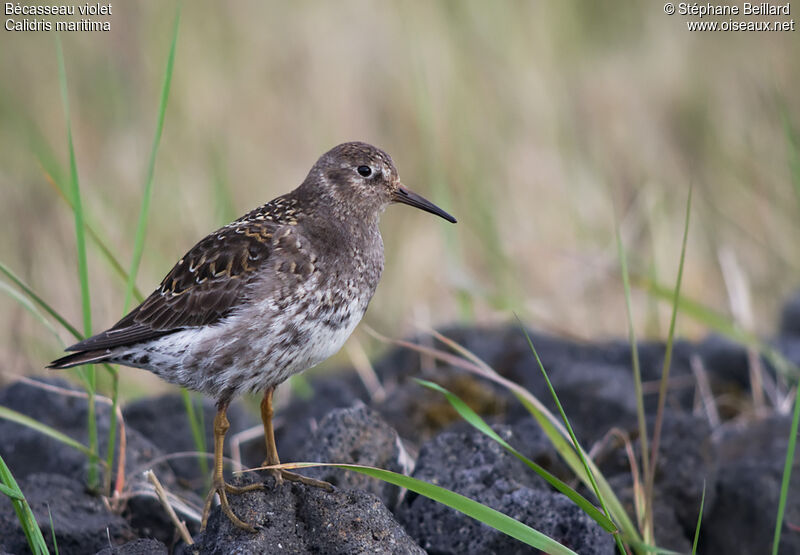 Purple Sandpiperadult