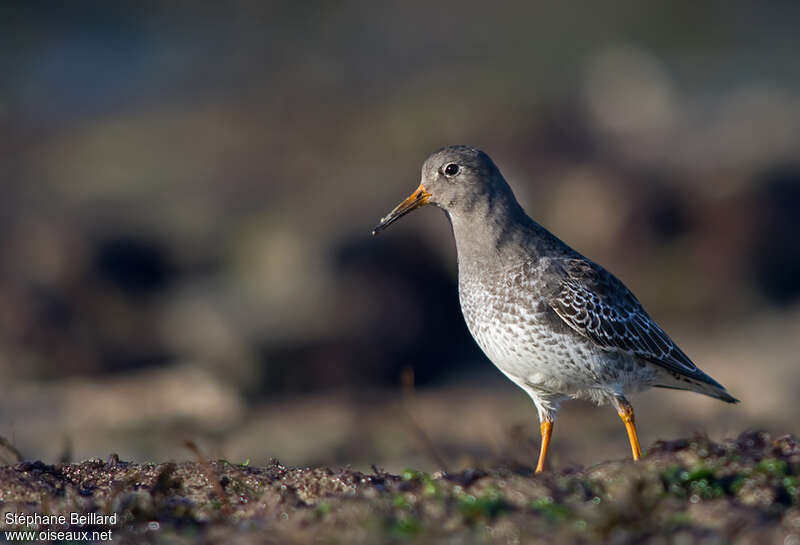 Purple Sandpiperadult post breeding, Behaviour