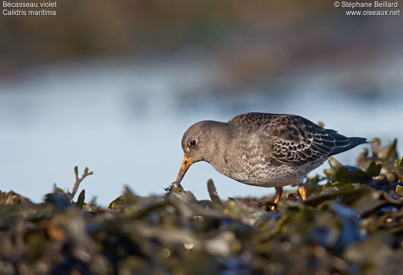 Purple Sandpiper