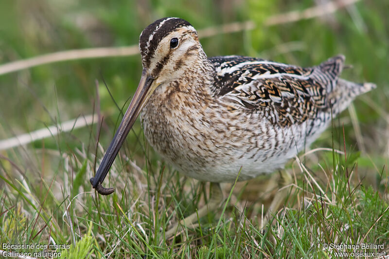 Common Snipeadult