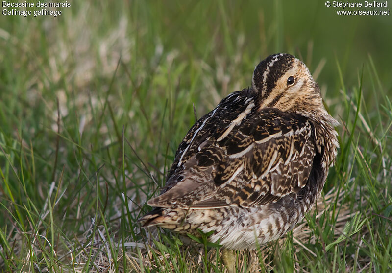 Common Snipeadult