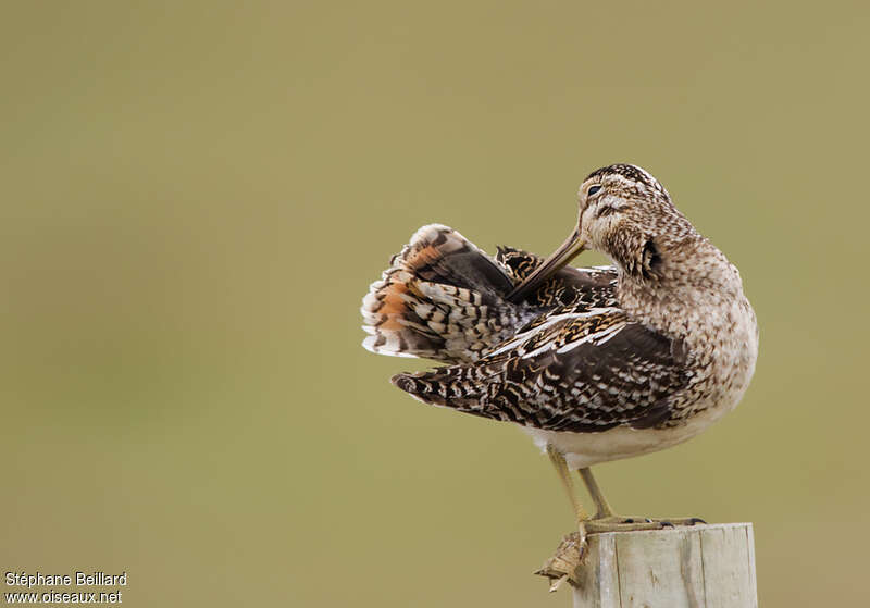 Common Snipe male adult, care