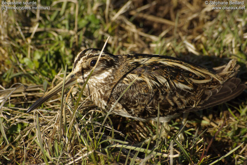 Jack Snipe