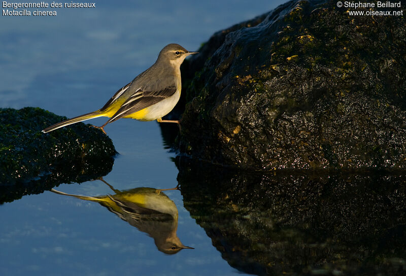 Grey Wagtail