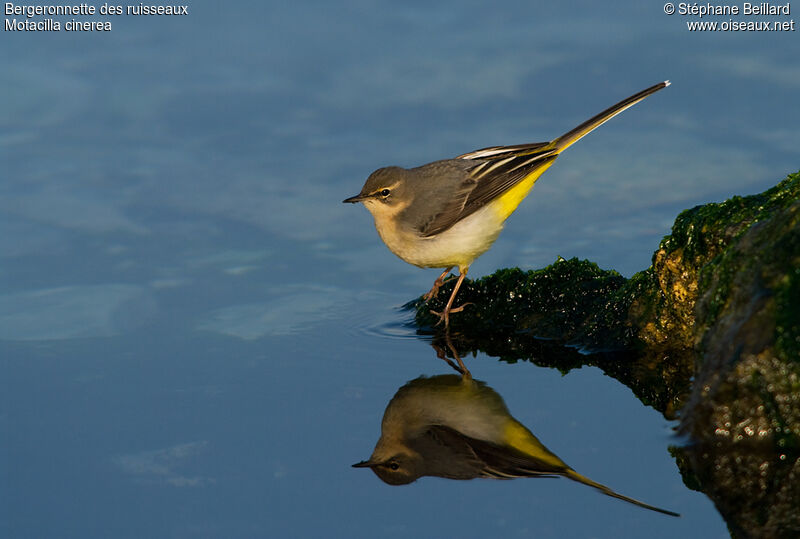 Grey Wagtail