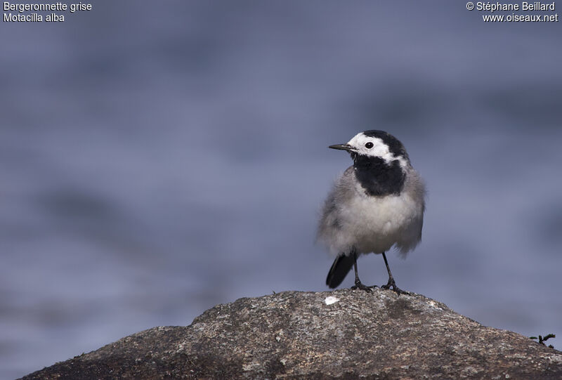 White Wagtail