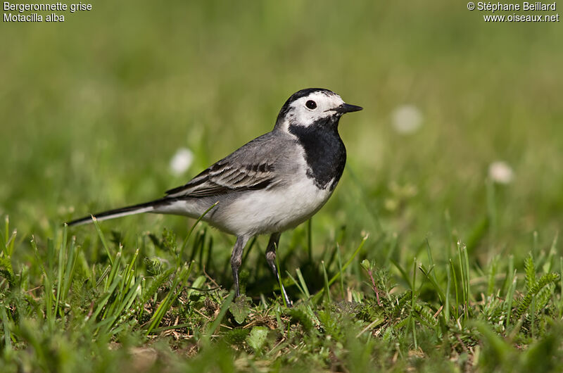 White Wagtail