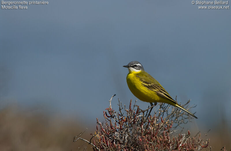 Western Yellow Wagtail