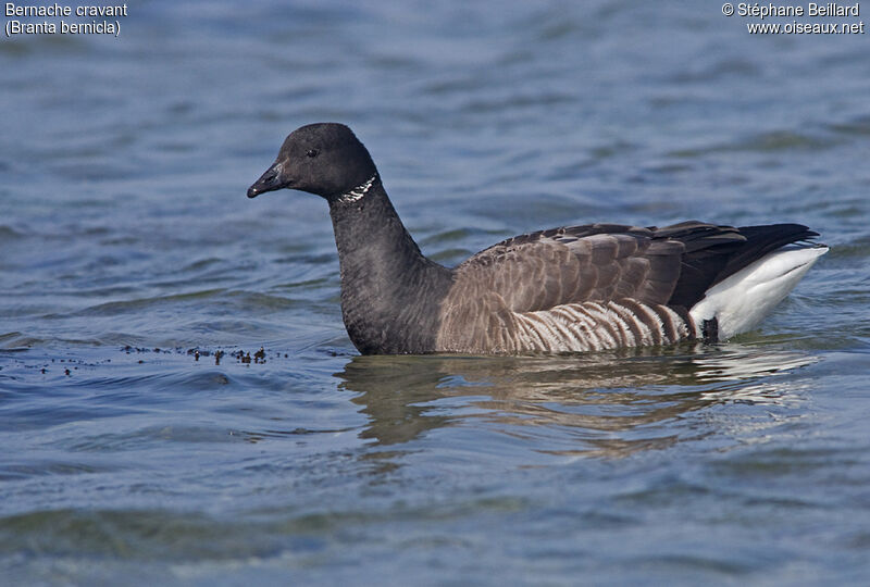 Brant Goose