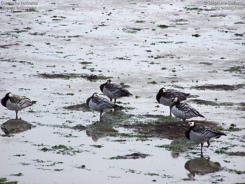 Barnacle Goose