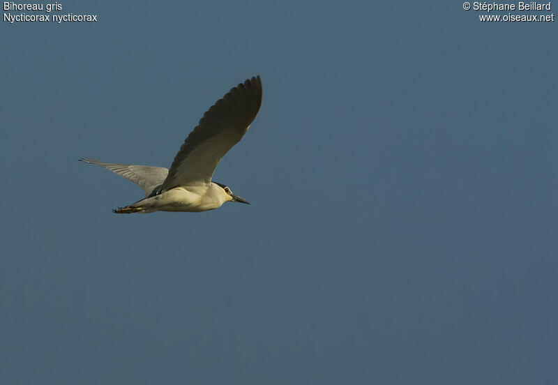 Black-crowned Night Heron