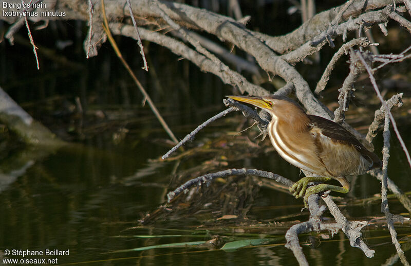 Little Bittern