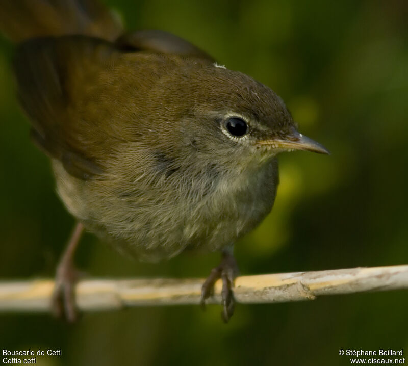 Cetti's Warbler