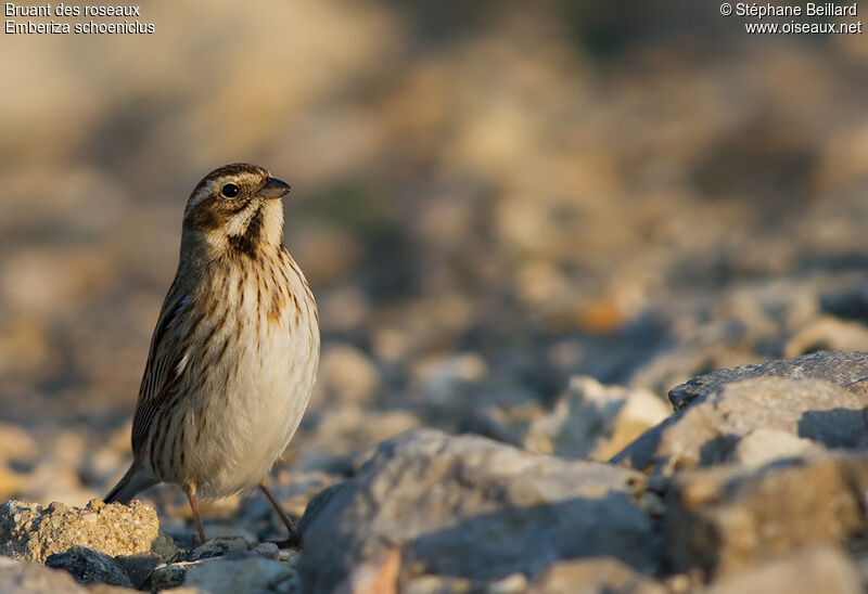 Common Reed Bunting