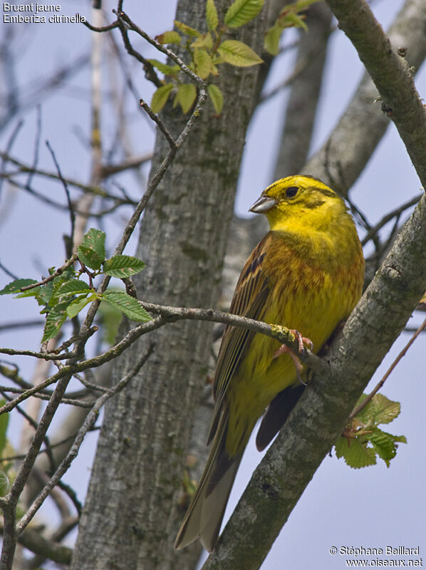 Bruant jaune