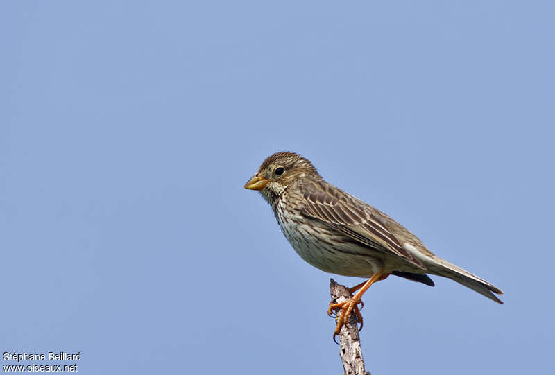 Bruant proyeradulte, identification