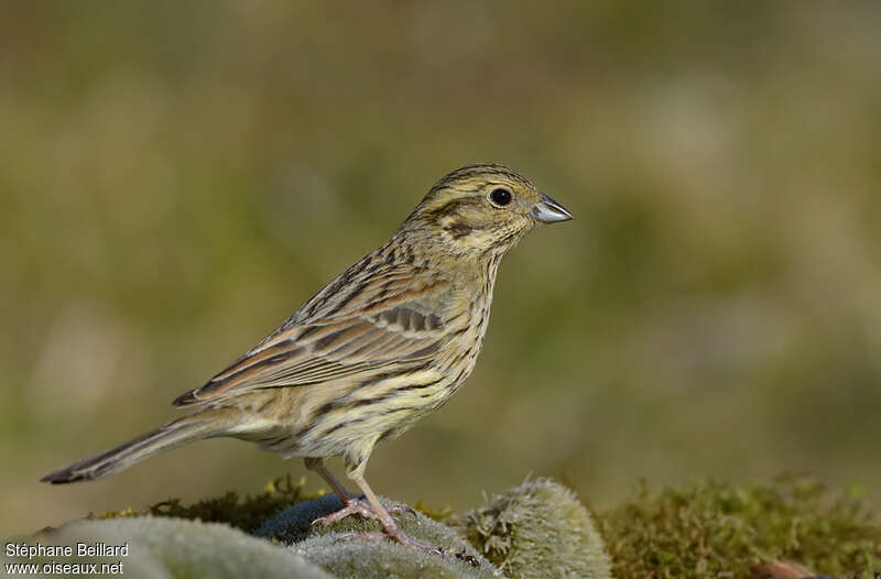 Bruant zizi femelle adulte, identification