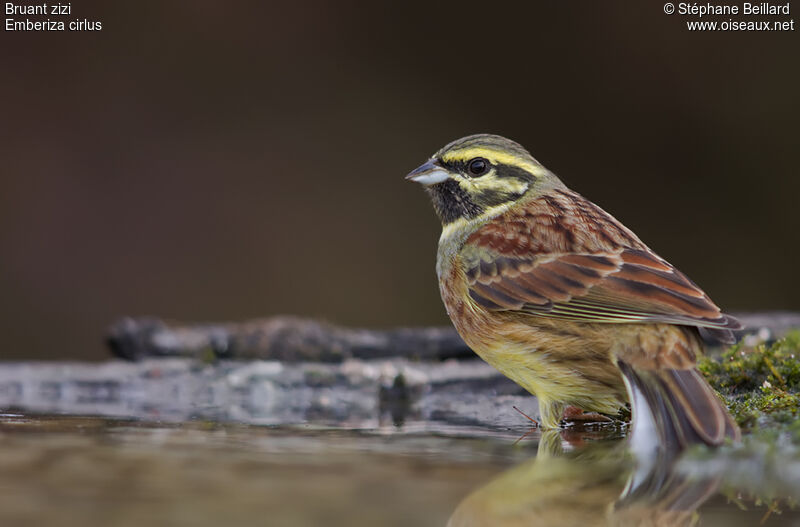 Cirl Bunting male