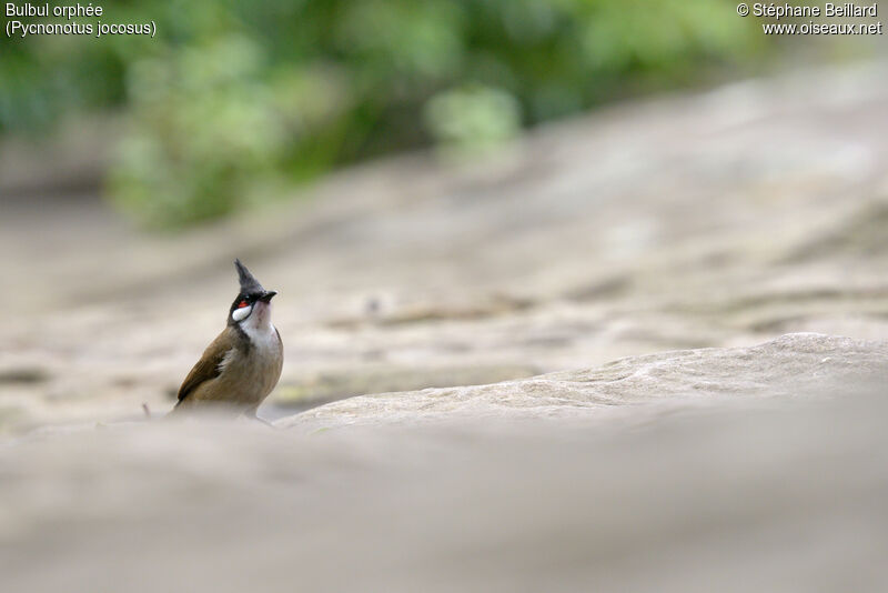 Bulbul orphéeadulte