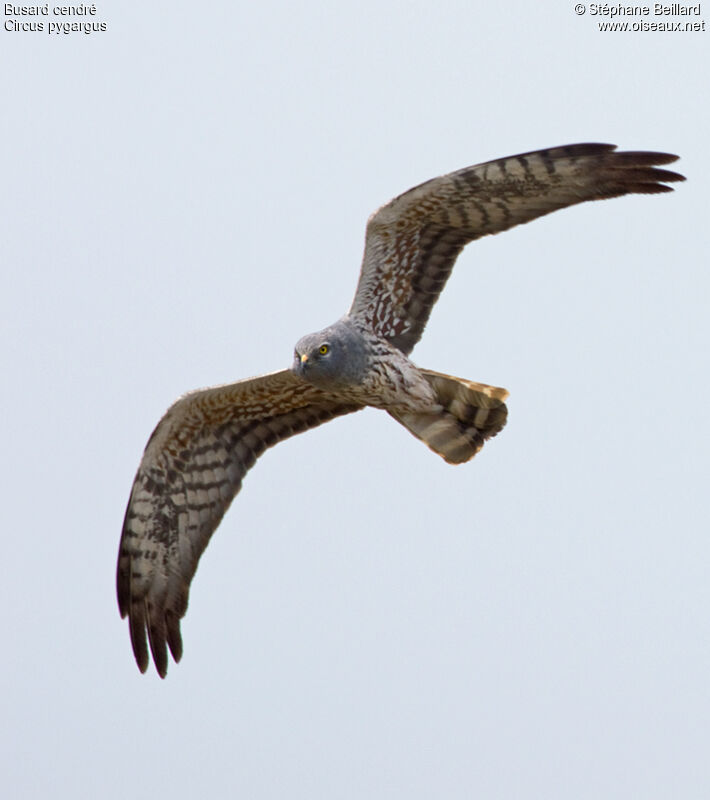 Montagu's Harrier