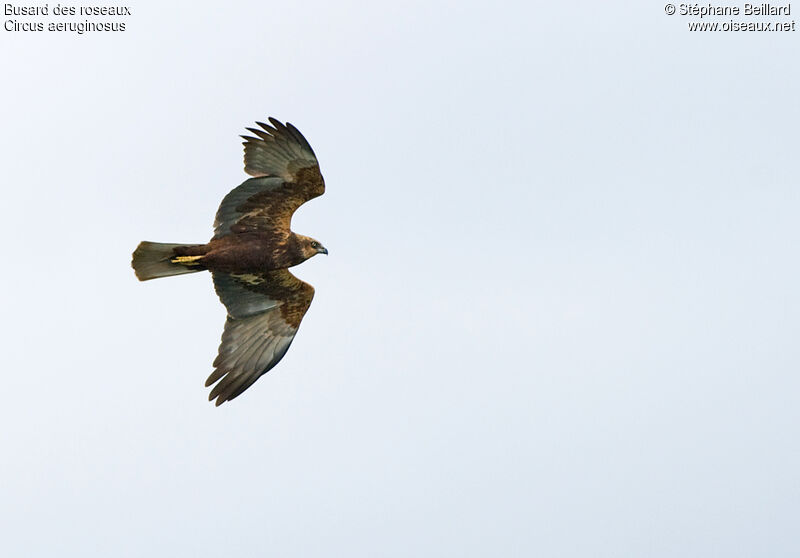 Western Marsh Harrier