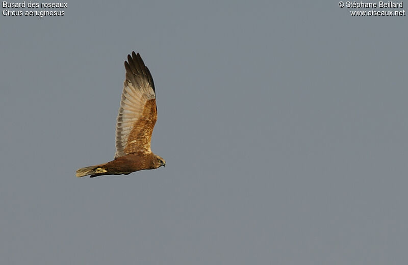 Western Marsh Harrier