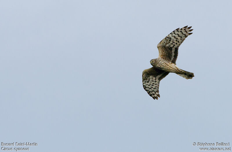 Hen Harrier