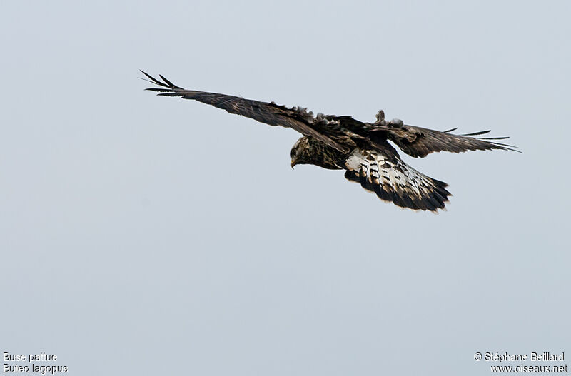 Rough-legged Buzzard