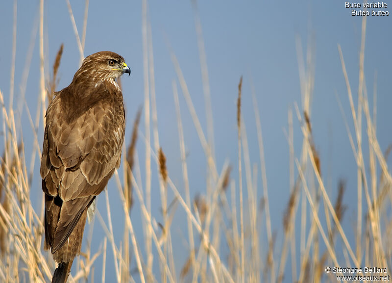 Buse variable