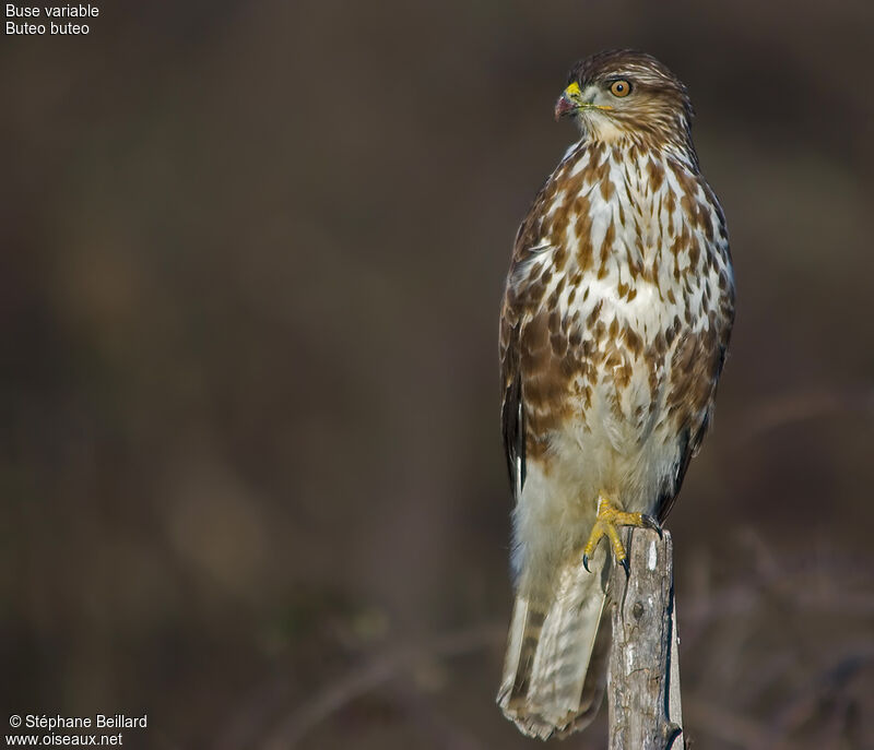 Buse variable