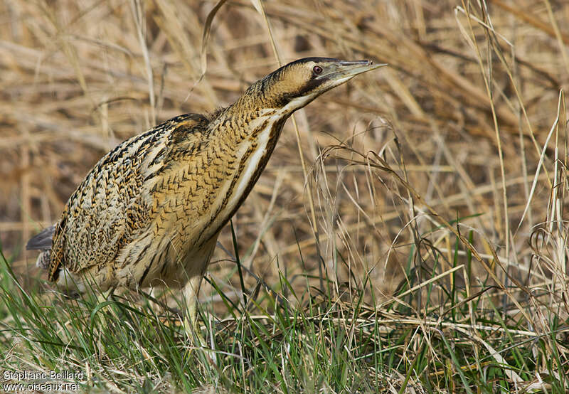 Eurasian Bitternadult, identification