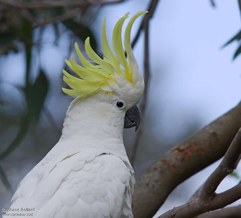 Sulphur-crested Cockatooadult, close-up portrait